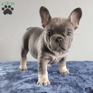 Missy, French Bulldog Puppy