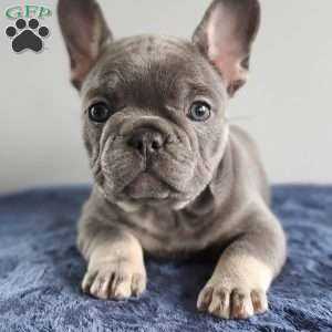 Missy, French Bulldog Puppy