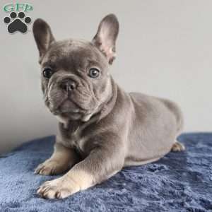 Missy, French Bulldog Puppy