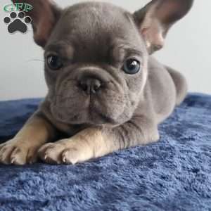 Mia, French Bulldog Puppy