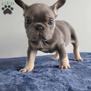 Mia, French Bulldog Puppy