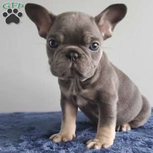 Mia, French Bulldog Puppy