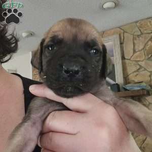 Miracle (Mira), English Mastiff Mix Puppy