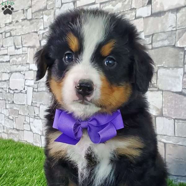 BERNIE, Bernese Mountain Dog Puppy