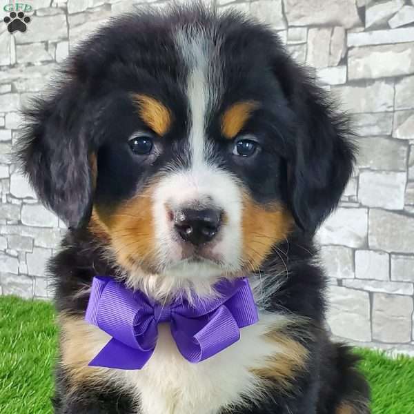 EKUBA, Bernese Mountain Dog Puppy