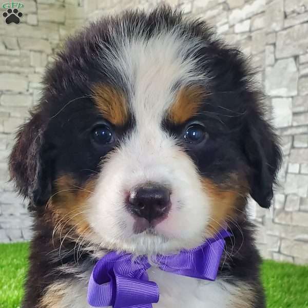 SABAN, Bernese Mountain Dog Puppy