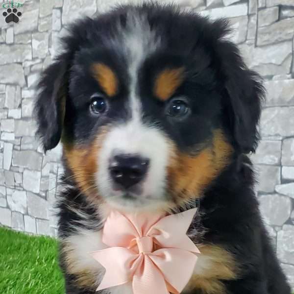 AUTUMN, Bernese Mountain Dog Puppy