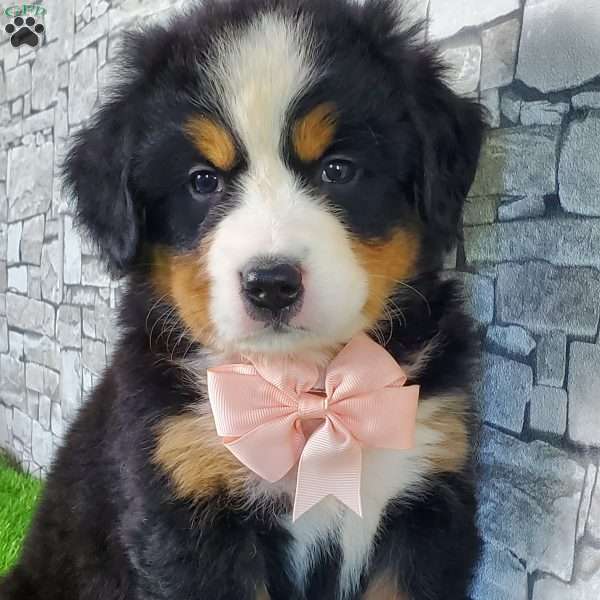 CARMA, Bernese Mountain Dog Puppy