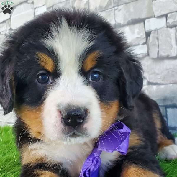 SAMAJE, Bernese Mountain Dog Puppy