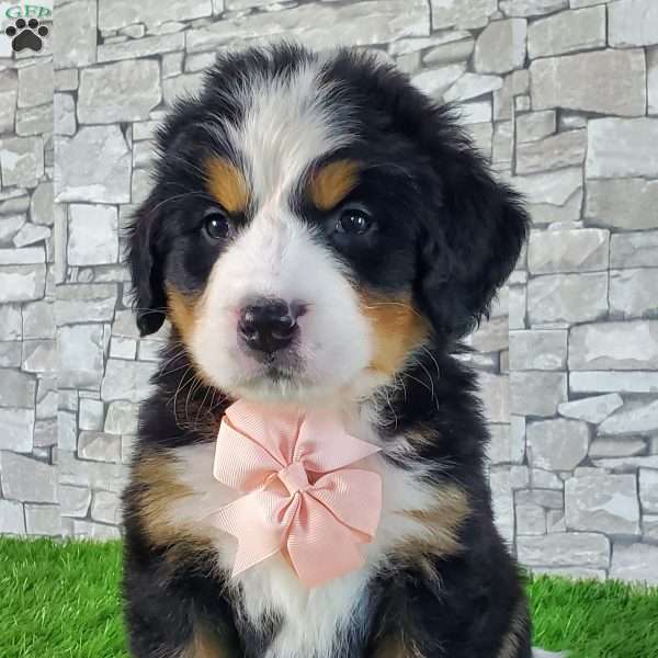 PEARL, Bernese Mountain Dog Puppy