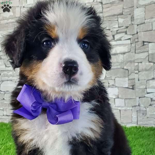 ORMAR, Bernese Mountain Dog Puppy