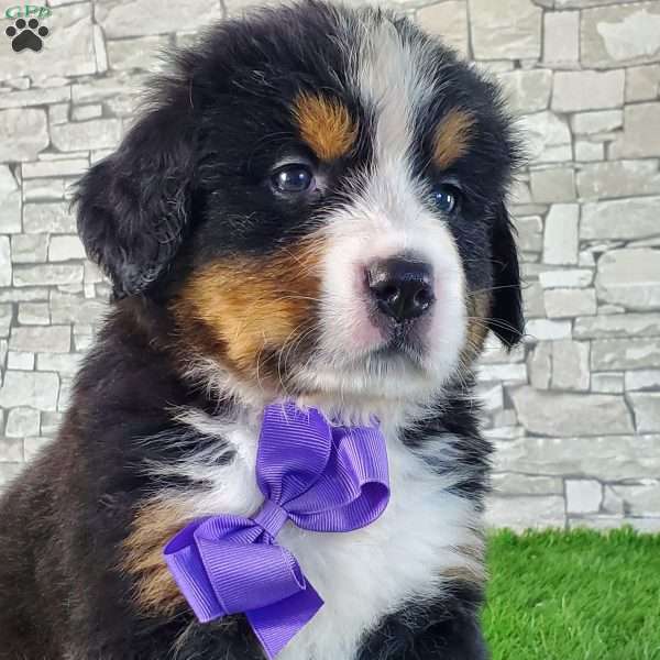 SHELDON, Bernese Mountain Dog Puppy