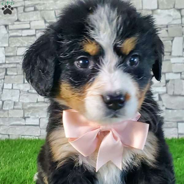 GIGI, Bernese Mountain Dog Puppy