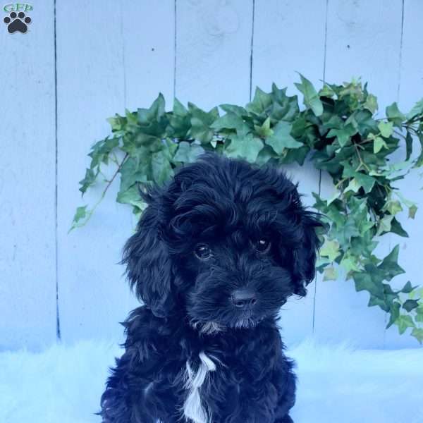 Leo, Cavapoo Puppy