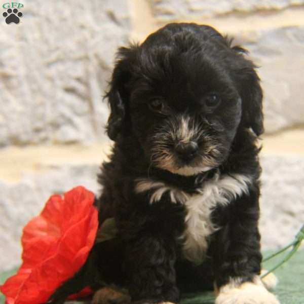 Hope, Cavapoo Puppy