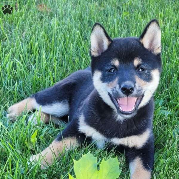 Daisy, Shiba Inu Puppy