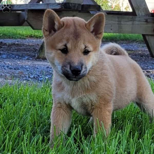 Dusty, Shiba Inu Puppy