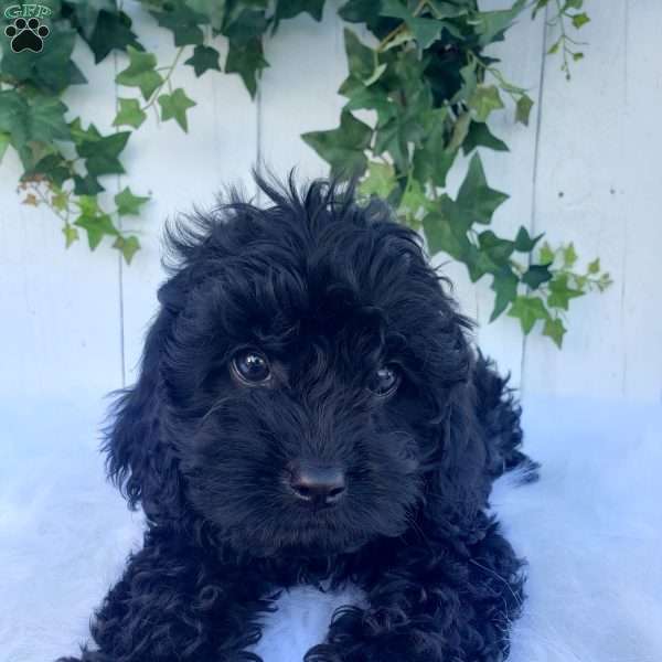 Amber, Cavapoo Puppy