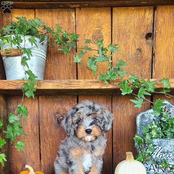 Remi, Cavapoo Puppy