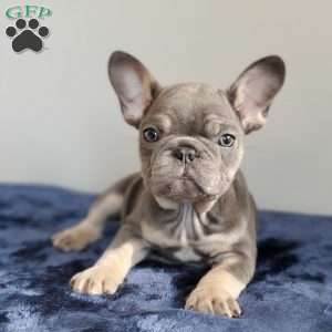 Mia, French Bulldog Puppy