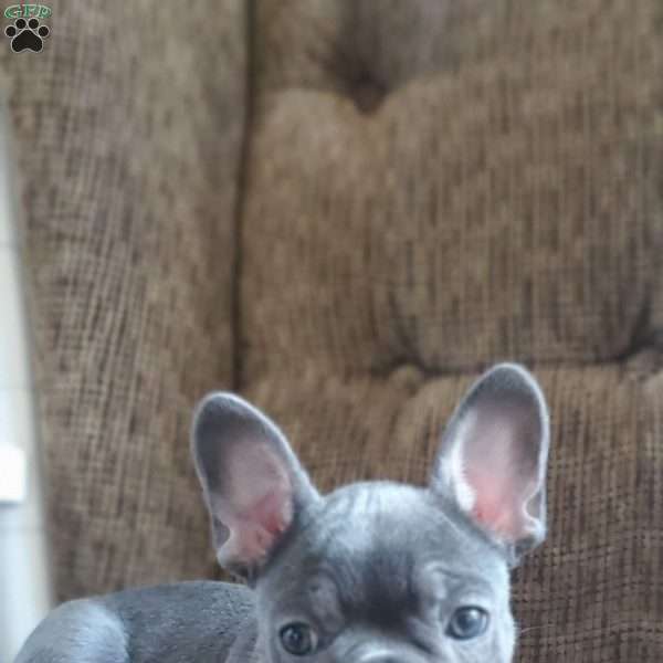 Megan, French Bulldog Puppy