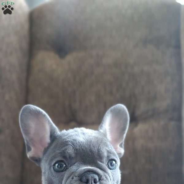 Missy, French Bulldog Puppy