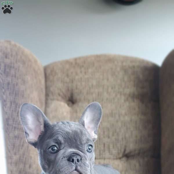 Mia, French Bulldog Puppy