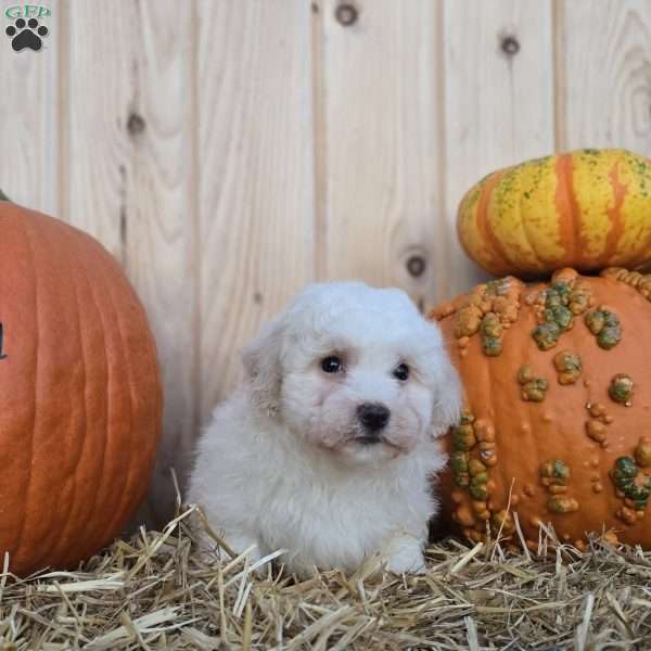 Teddy, Bichon Frise Puppy