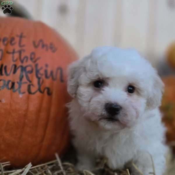 Rosie, Bichon Frise Puppy