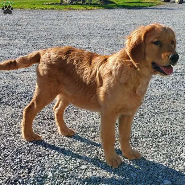 Laura, Golden Retriever Puppy