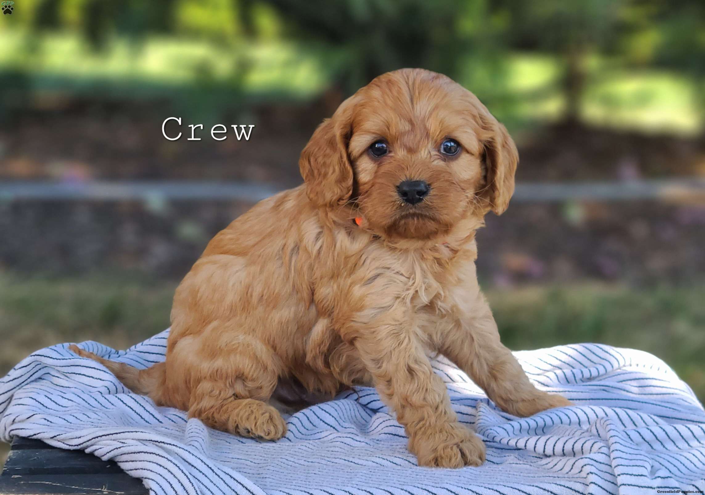 Crew Cavapoo Puppy For Sale in Pennsylvania