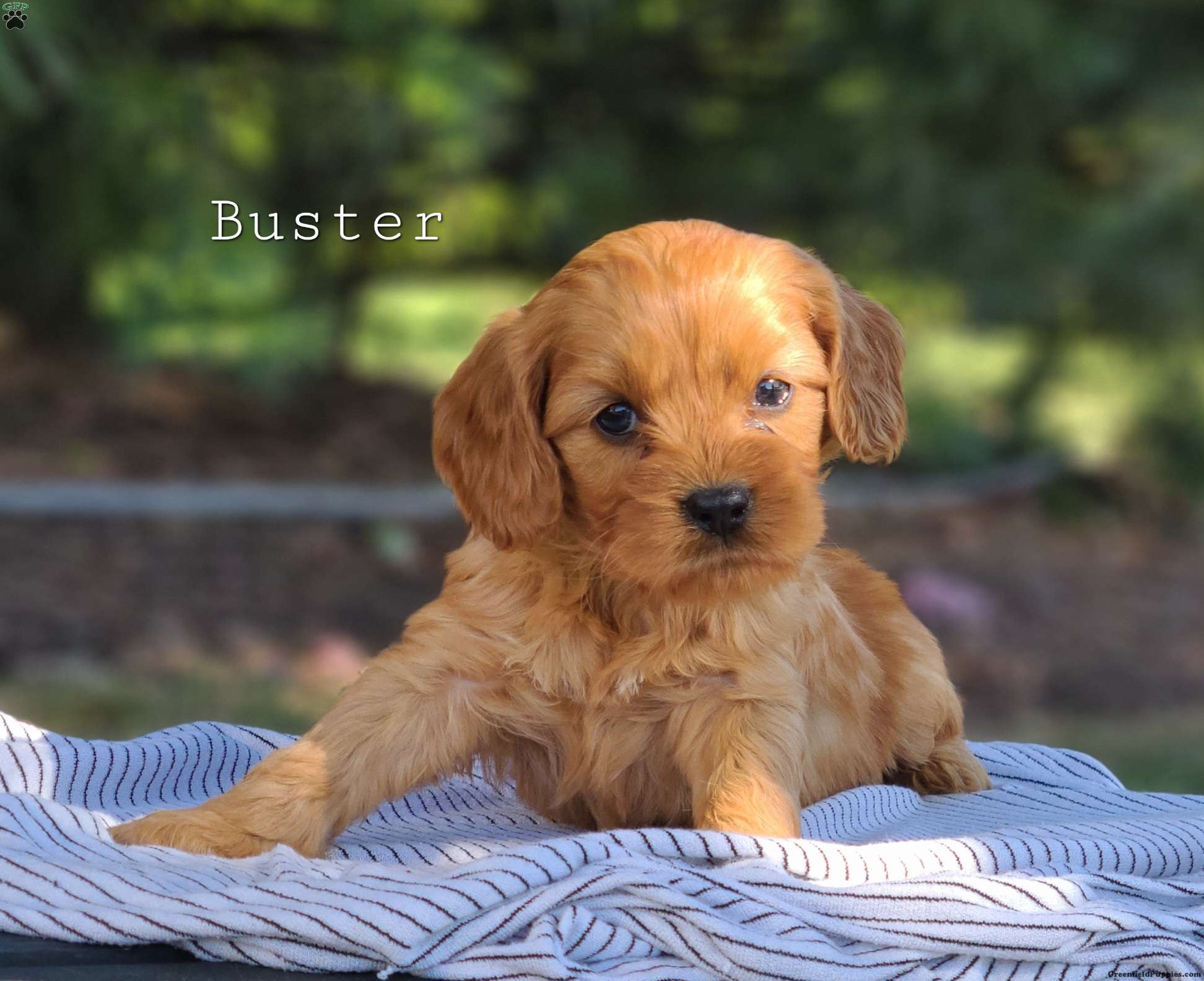 Buster Cavapoo Puppy For Sale in Pennsylvania