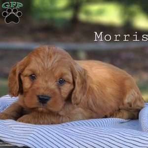 Morris, Cavapoo Puppy