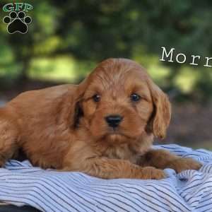 Morris, Cavapoo Puppy