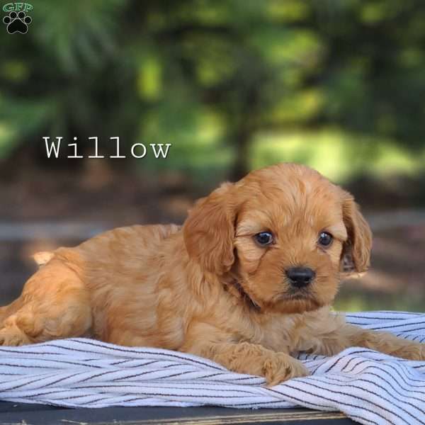 Willow Cavapoo Puppy For Sale in Pennsylvania