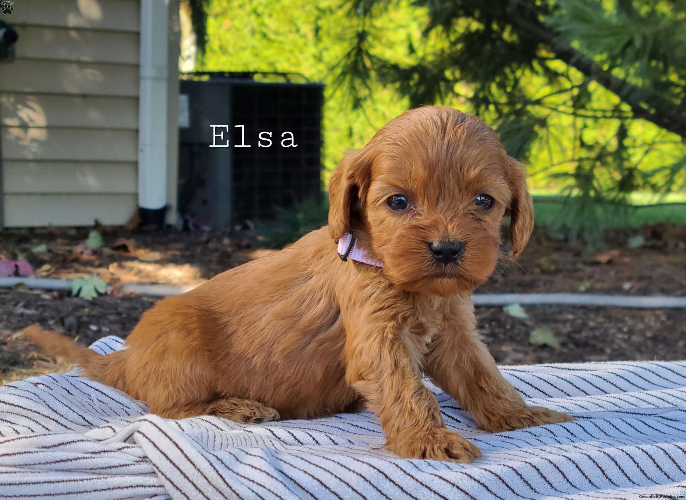 Elsa Cavapoo Puppy For Sale in Pennsylvania