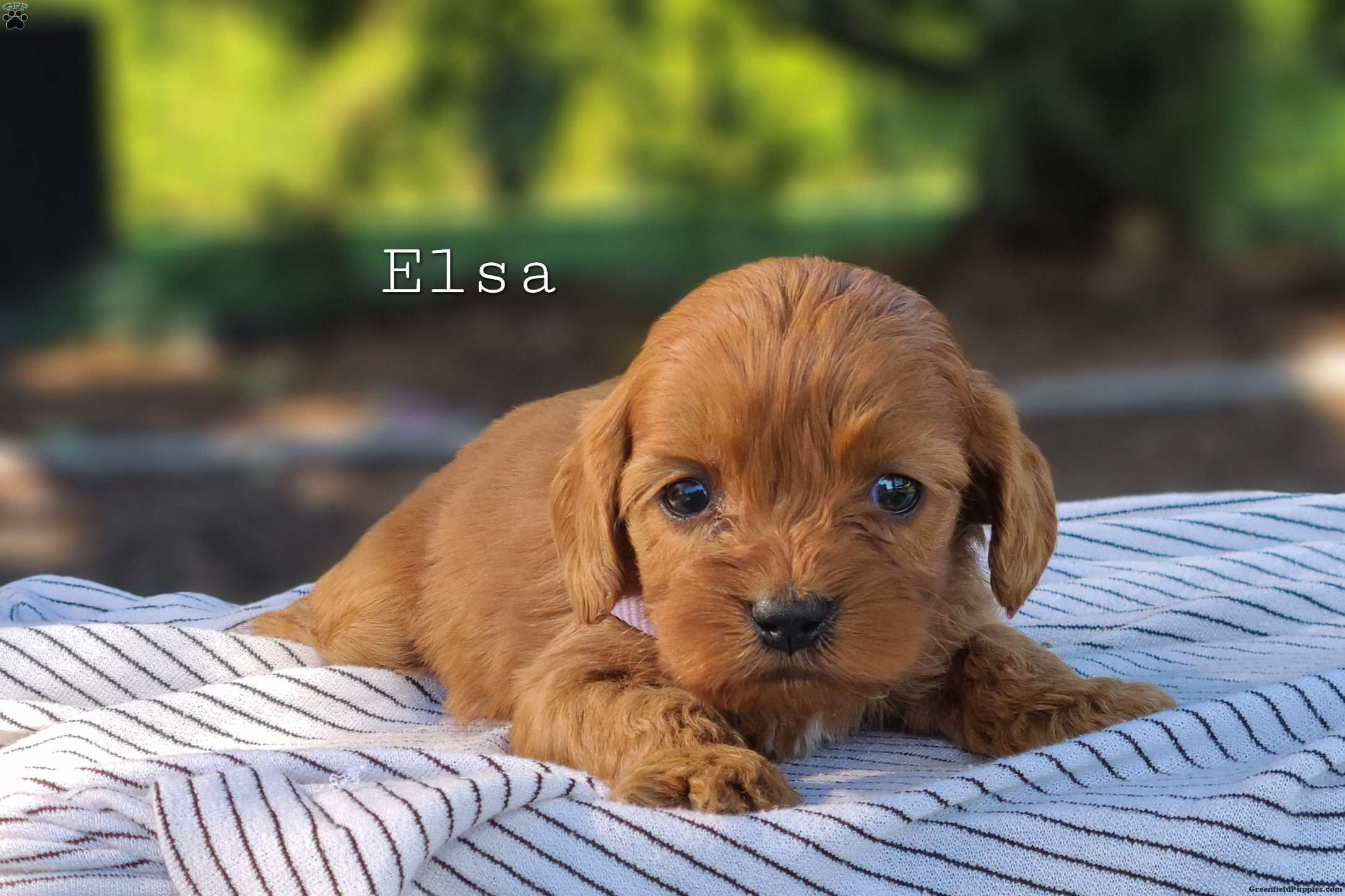 Elsa Cavapoo Puppy For Sale in Pennsylvania