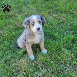 Julie, Australian Mountain Doodle Puppy