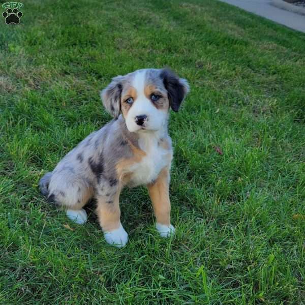 Julie, Australian Mountain Doodle Puppy