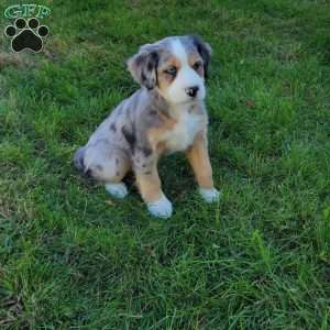 Julie, Australian Mountain Doodle Puppy