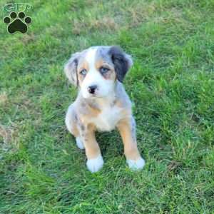 Julie, Australian Mountain Doodle Puppy