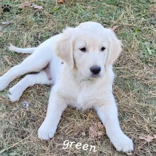 Green, English Cream Golden Retriever Puppy