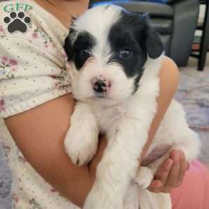 Margot, Portuguese Water Dog Puppy