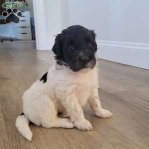 Beau, Portuguese Water Dog Puppy