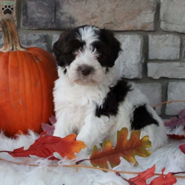 Daisy, Portuguese Water Dog Puppy