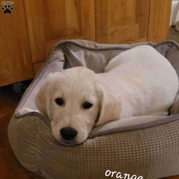 Orange, English Cream Golden Retriever Puppy