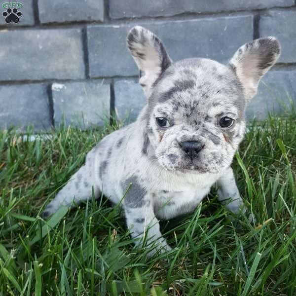 Jenna, French Bulldog Puppy