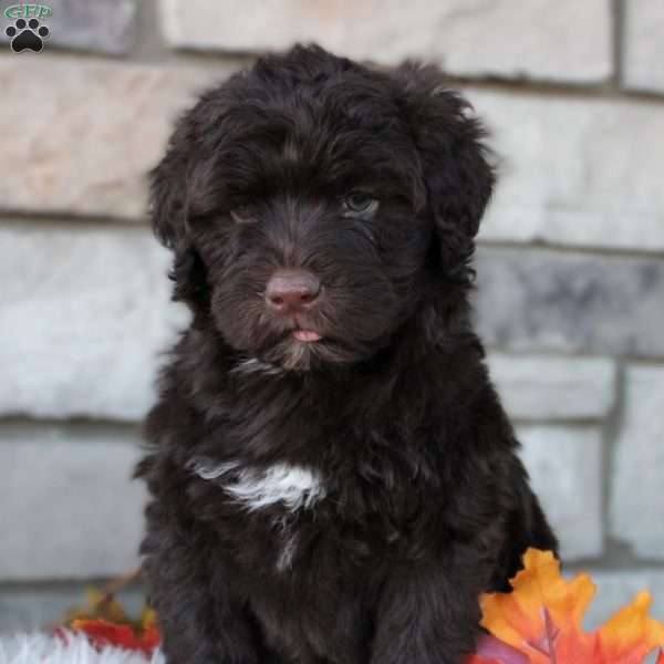 Jasper, Portuguese Water Dog Puppy