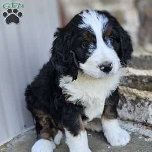 Willow, Bernedoodle Puppy