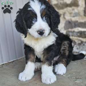 Willow, Bernedoodle Puppy